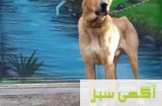 فروش سگ سرابی  سک اصیل ایرانی 